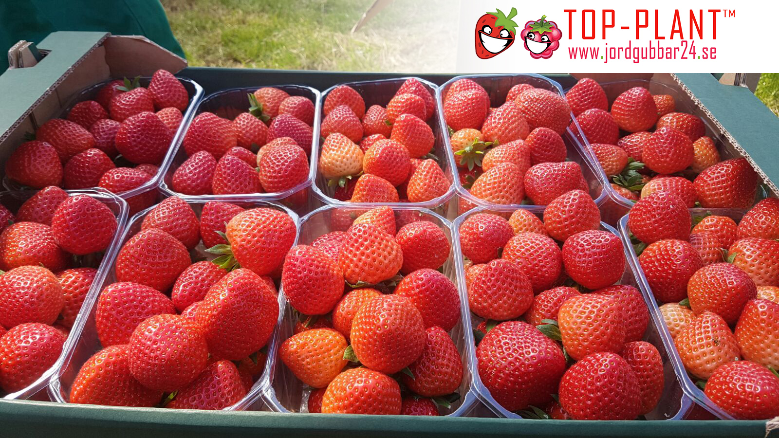 Strawberry frukt - bästa pris Strawberry frukt - bästa pris