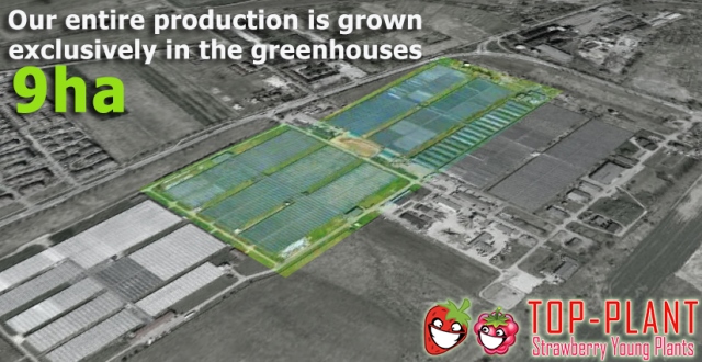 Jordgubbsproducent TOP PLANT
